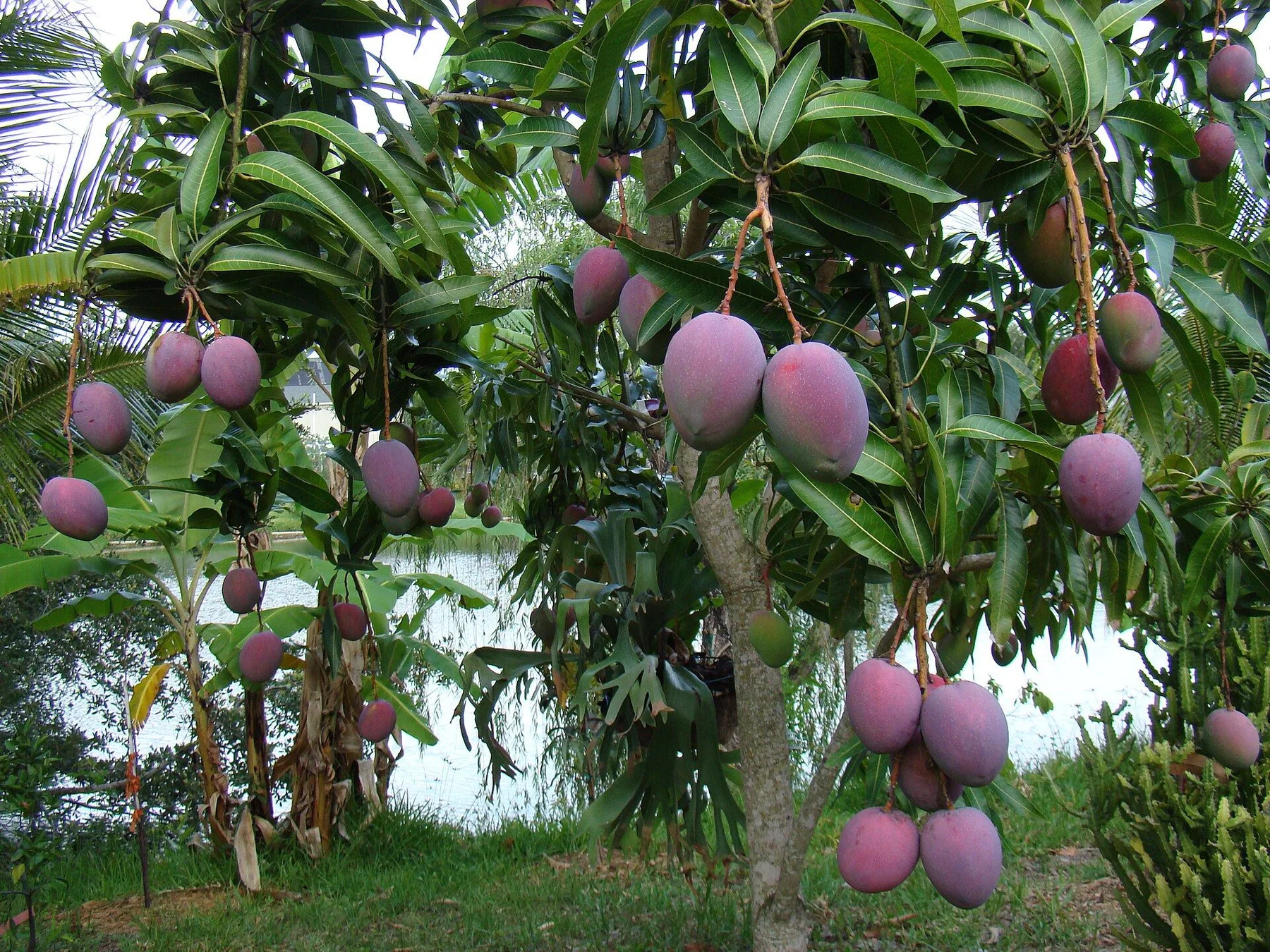 Mangueira carregada de frutos